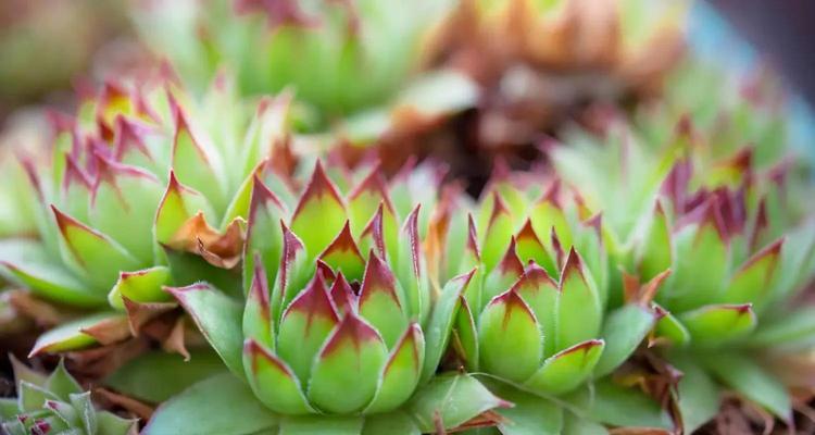 观音花的花语是什么？观音花的寓意又是什么？