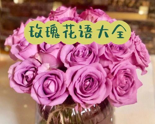 珍珠玫瑰花52朵代表什么？珍珠玫瑰花的花语有哪些含义？