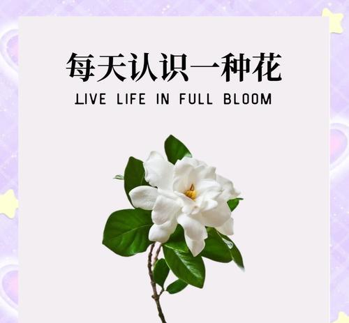 花语代表永恒的爱是哪种花？永恒之爱的花语是什么？