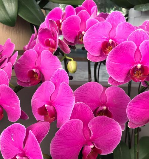兰花的花语用什么语言表达？
