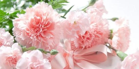 20朵康乃馨的花语是什么意思？这种数量的花代表什么？