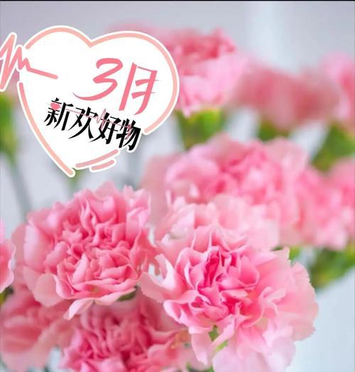 20朵康乃馨的花语是什么意思？这种数量的花代表什么？