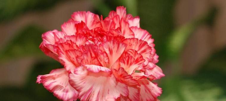 20朵康乃馨的花语是什么意思？这种数量的花代表什么？