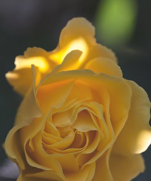 送给家人的花语有哪些含义？