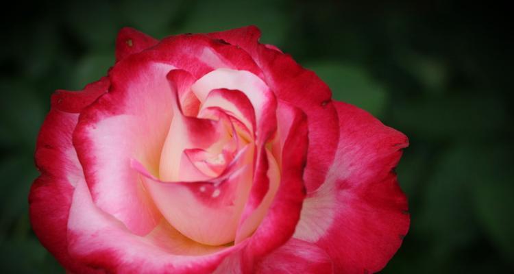 真龙的花语是什么意思呢？龙在花语中代表什么？