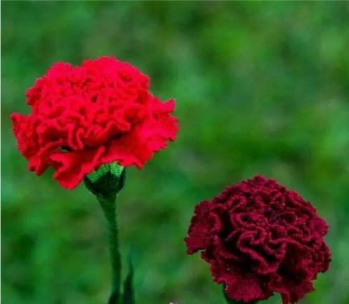 成全付出的花语有哪些？如何通过花语表达无私的爱？