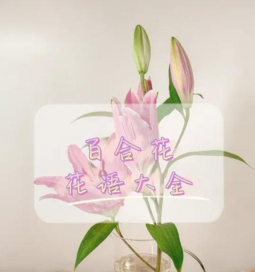 成全付出的花语有哪些？如何通过花语表达无私的爱？