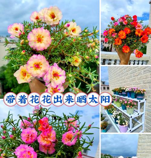 花与花语各自代表什么意义？