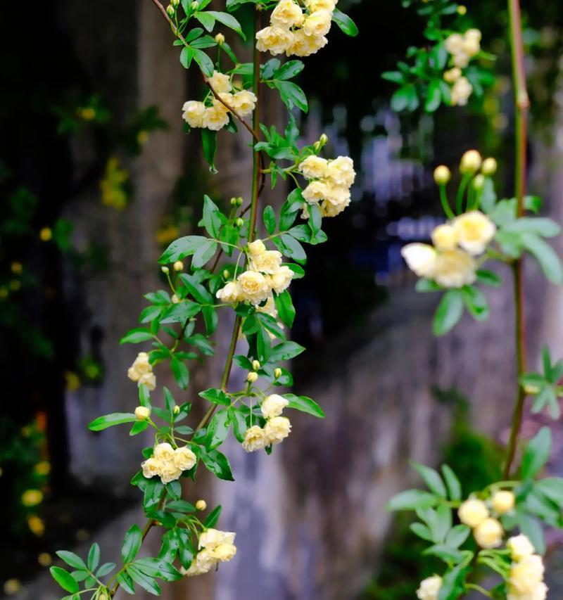 木乃香的花语是什么意思？它传递了哪种情感？