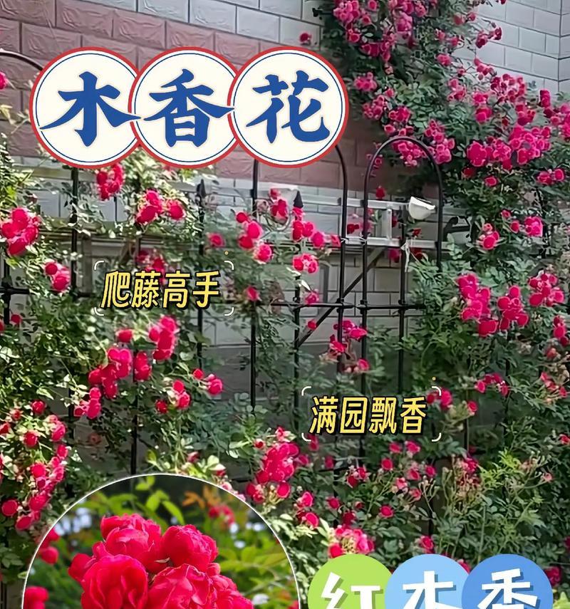 木乃香的花语是什么意思？它传递了哪种情感？