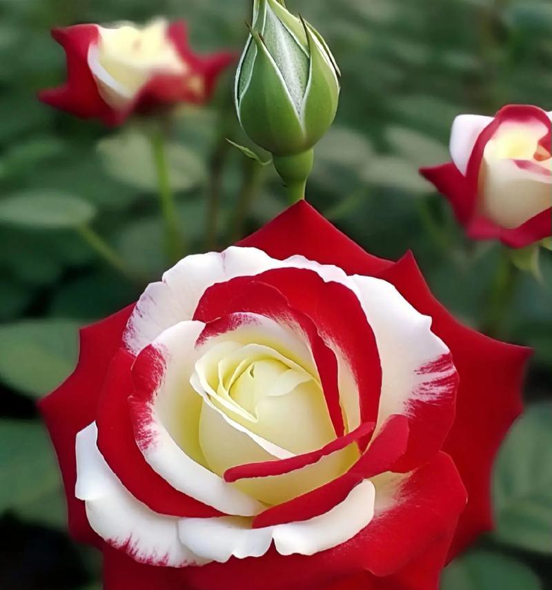 玫瑰花表示爱意时的花语是什么？