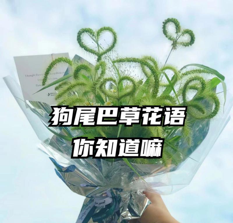 在草丛中捡到玫瑰花意味着什么？花语中透露了哪些信息？
