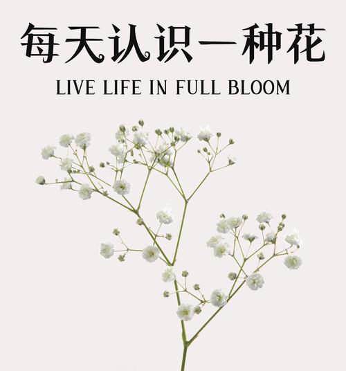 朱颜花语的起源和含义是什么？