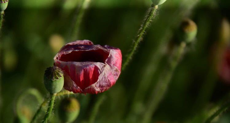 朱颜花语的起源和含义是什么？