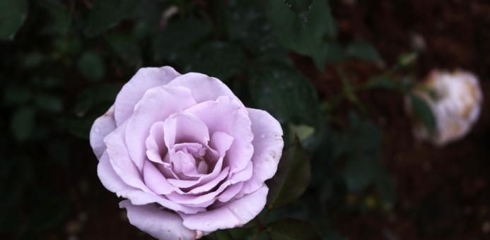 浅蓝和紫色玫瑰花的花语是什么？它们象征着什么？