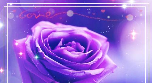 浅蓝和紫色玫瑰花的花语是什么？它们象征着什么？