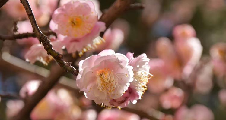 苁蓉花的花语有何深意？它通常代表什么？