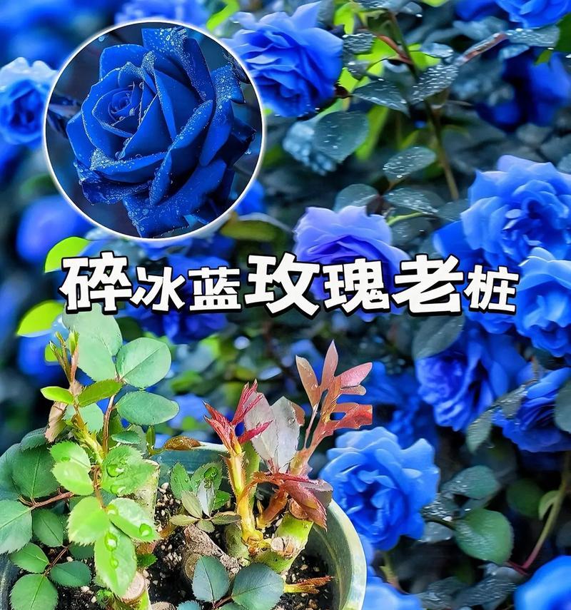 仙女裙蓝色玫瑰花的花语是什么？