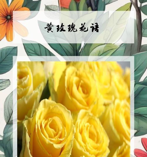 黄玫瑰花语中的“祸害”含义是什么？