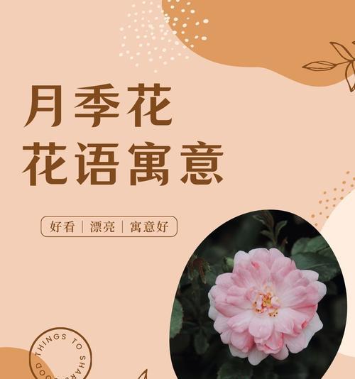 知秋月季的花语传达了什么？
