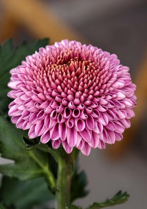 粉色九月菊的花语是什么？这种花在花语中有什么特别的含义？