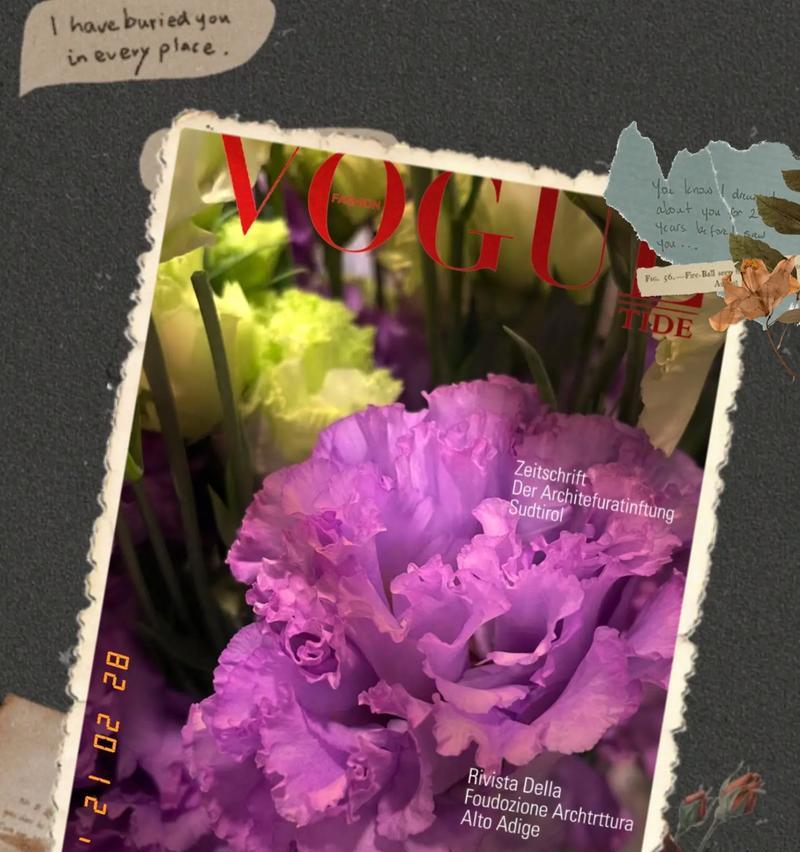 粉色九月菊的花语是什么？这种花在花语中有什么特别的含义？