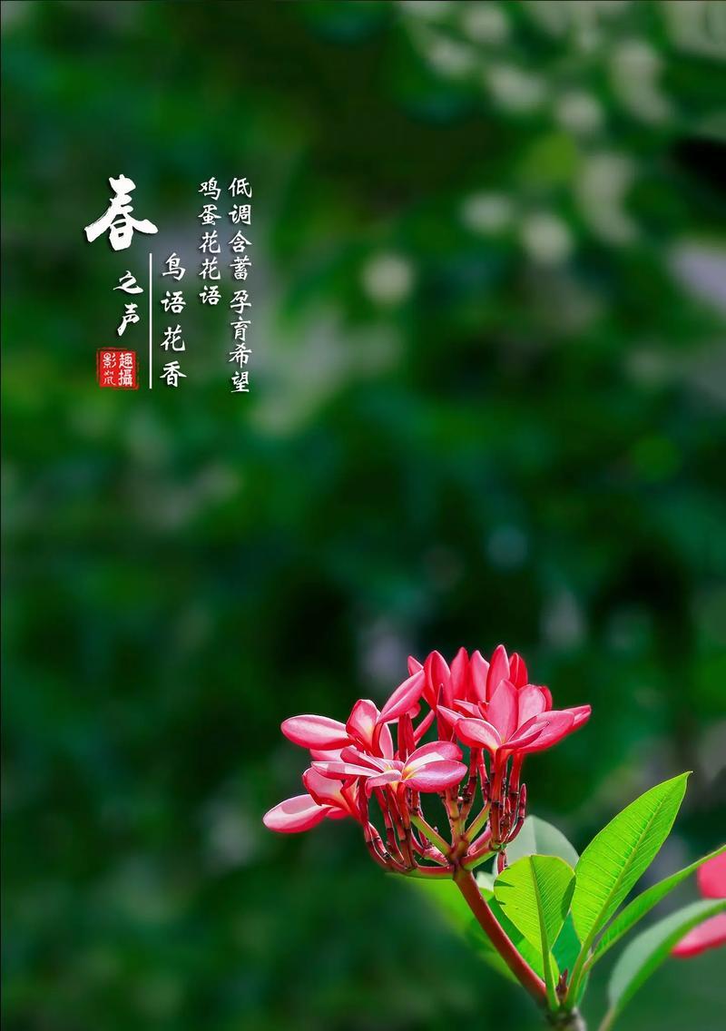含蓄情感的花语有哪些？