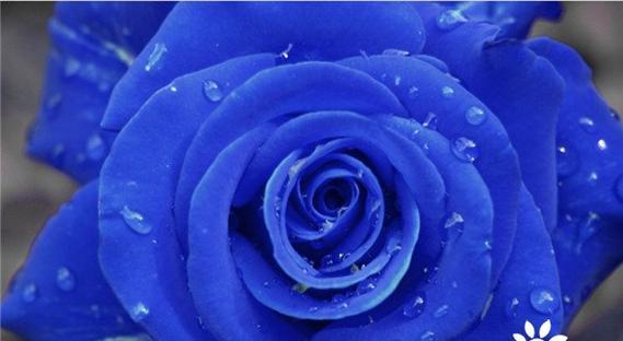 蓝玫瑰的花语是什么？为什么说蓝色玫瑰是假的？