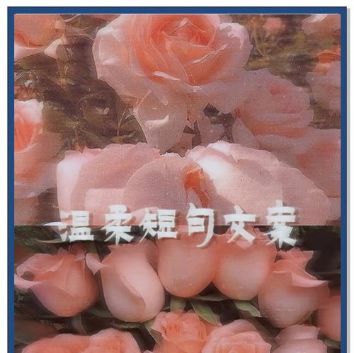 温柔照片的文案和花语如何搭配？