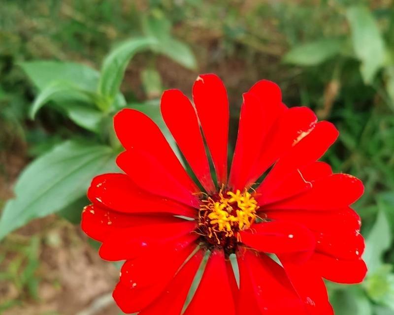 孟加拉榕花语有何特殊寓意？