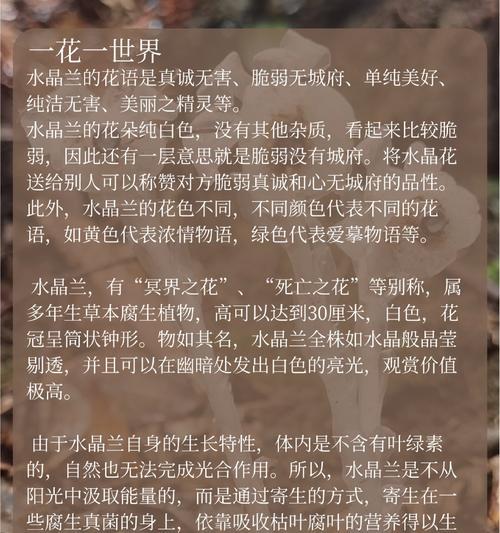 爱兰的花语有何深意？