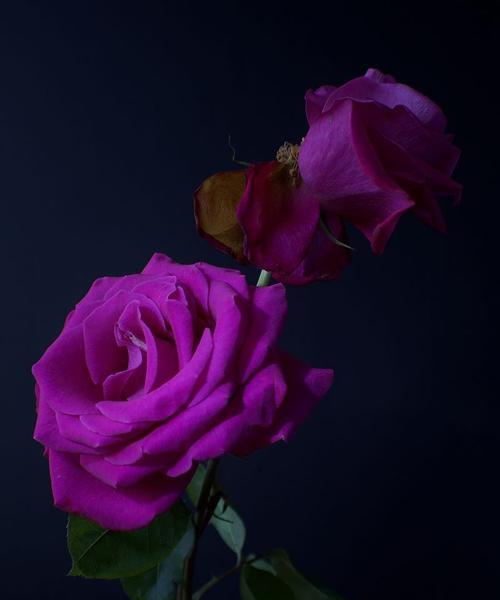 含羞玫瑰的花语有何深意？暗香含羞玫瑰代表什么？