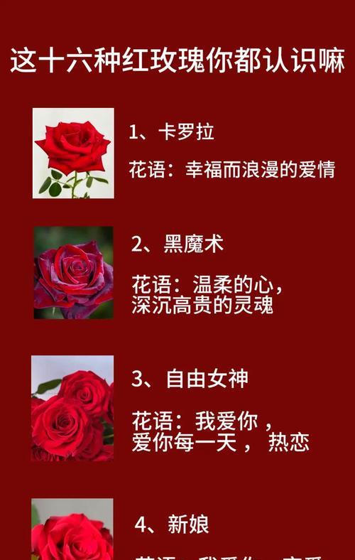复色红白玫瑰的花语有何特别含义？
