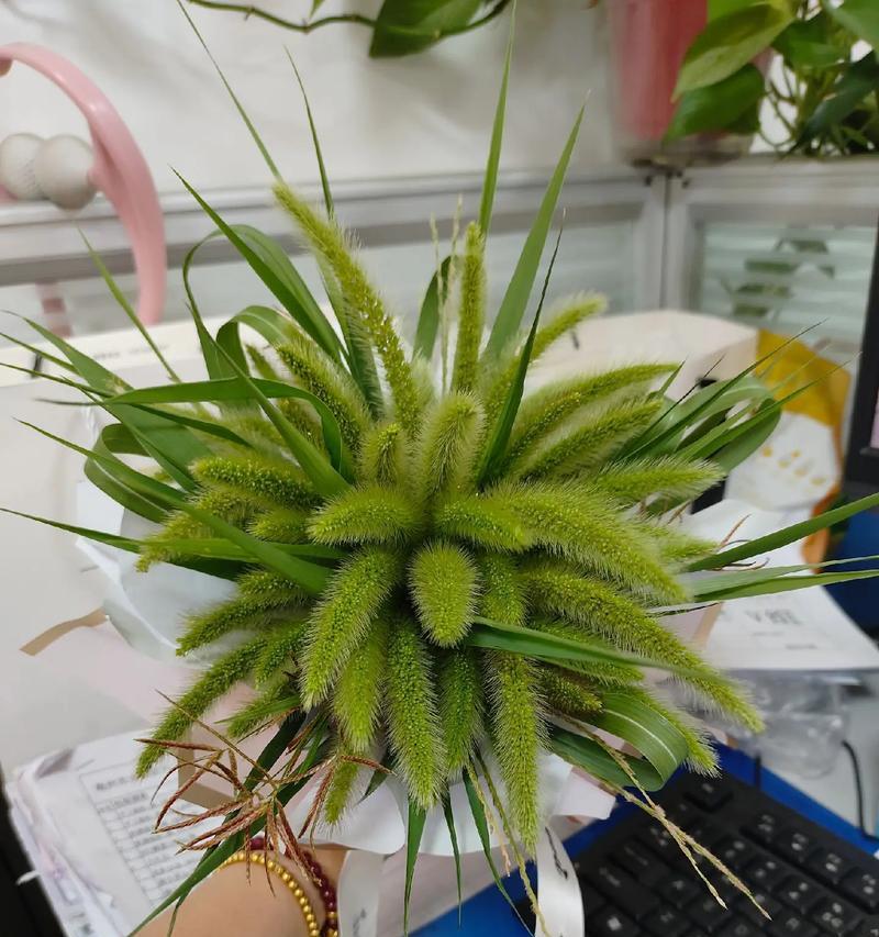 道具拜托的花语有何特殊含义？