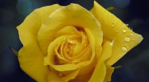 十朵黄玫瑰的花语是什么？它们代表了哪种情感？