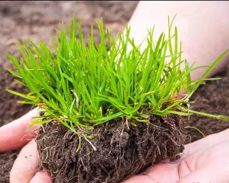 草坪种植选择草皮还是草籽？哪种方式更适合家庭使用？