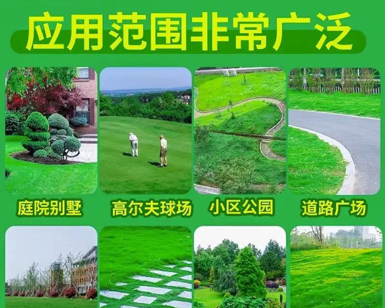 草坪种植选择草皮还是草籽？哪种方式更适合家庭使用？