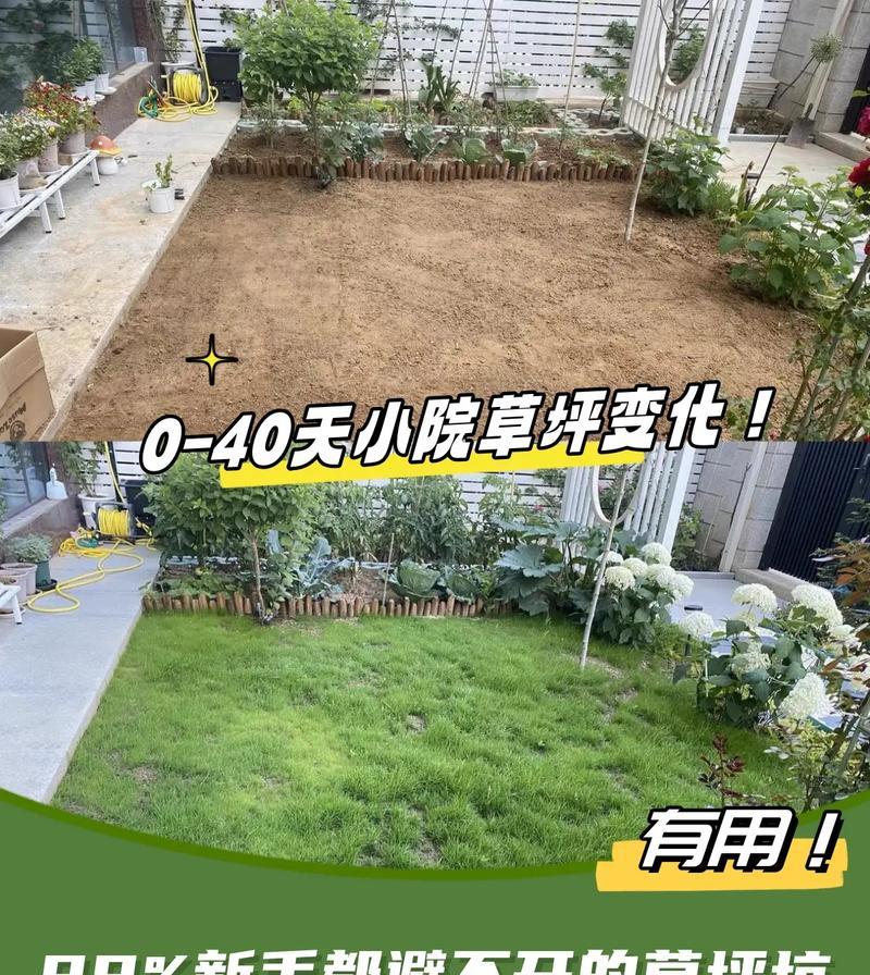 草坪种植选择草皮还是草籽？哪种方式更适合家庭使用？