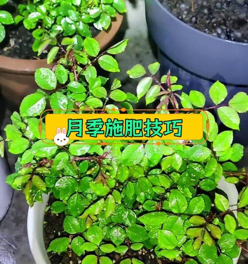 月季种植密度如何控制以保证生长？
