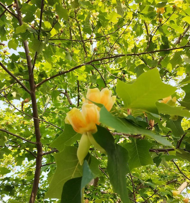 马褂木怎样种植？马褂木种植有哪些注意事项？