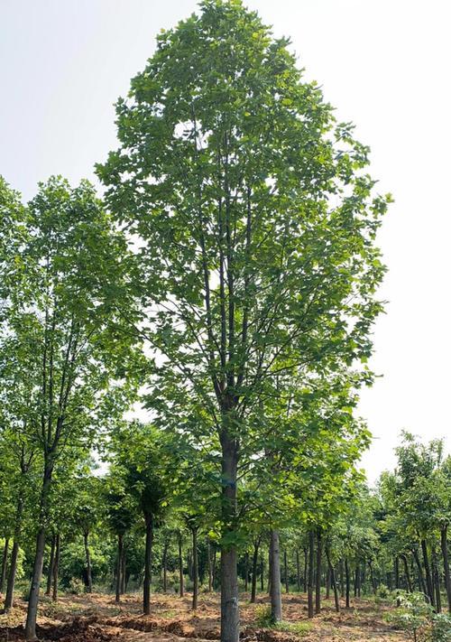 马褂木怎样种植？马褂木种植有哪些注意事项？