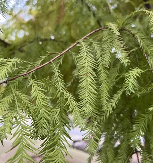落羽杉种子最佳播种时间是什么时候？播种方法有哪些？