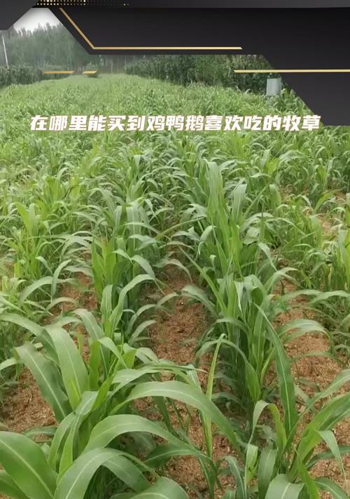 甜高粱牧草何时收割最佳？收割高度对产量有何影响？