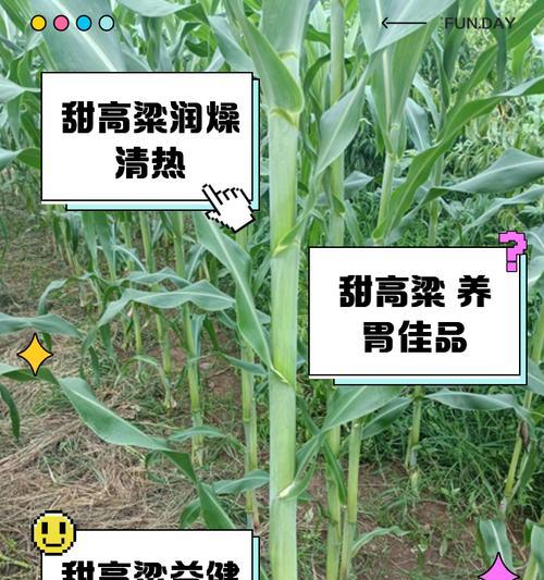甜高粱牧草何时收割最佳？收割高度对产量有何影响？