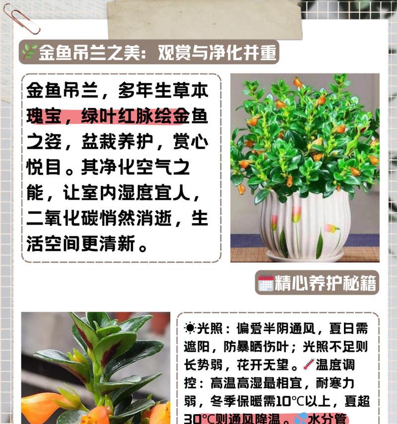金鱼花如何种植？种植过程中有哪些关键点？