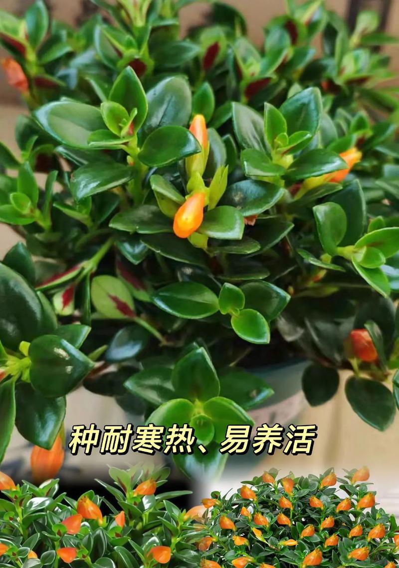 金鱼花如何种植？种植过程中有哪些关键点？