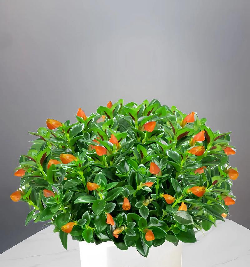 金鱼花如何种植？种植过程中有哪些关键点？