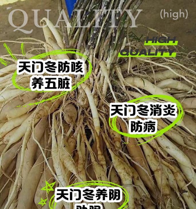 滇南天门冬怎么种植？种植滇南天门冬有哪些要点？