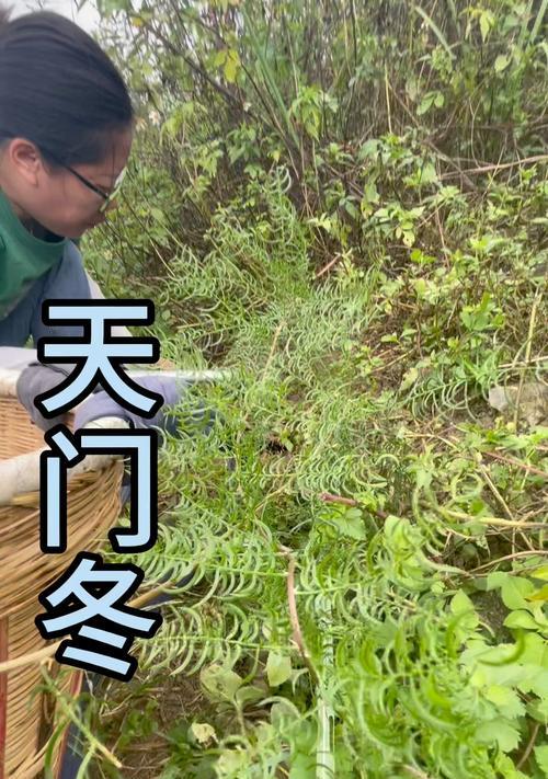 滇南天门冬怎么种植？种植滇南天门冬有哪些要点？