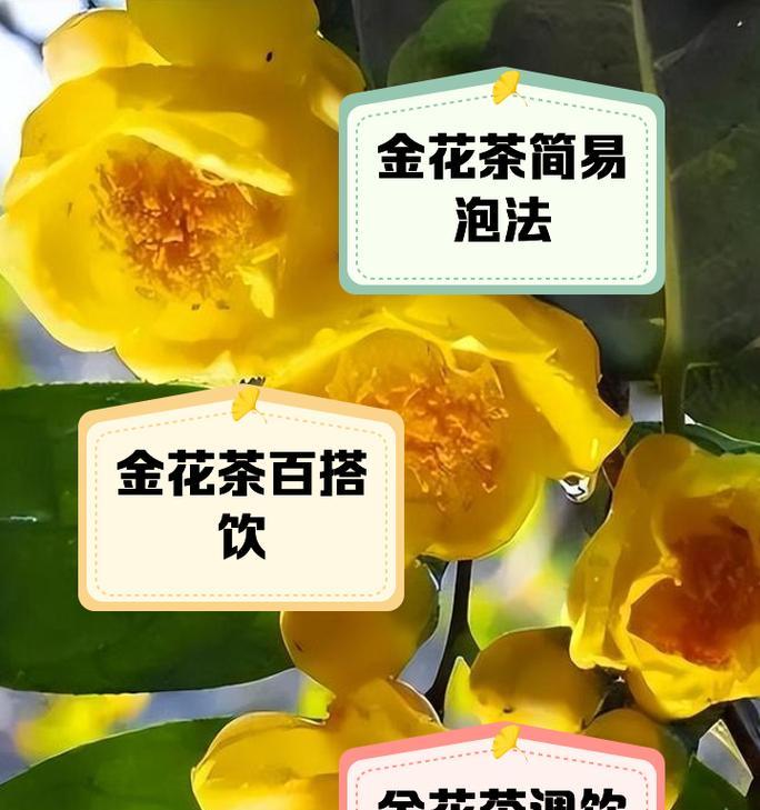金花茶的种植技巧是什么？如何确保金花茶良好生长？